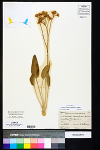 Packera tomentosa image