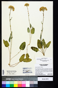 Packera tomentosa image