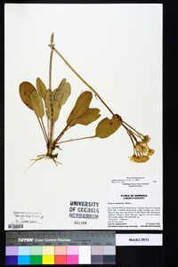 Packera tomentosa image