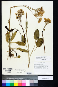 Packera tomentosa image