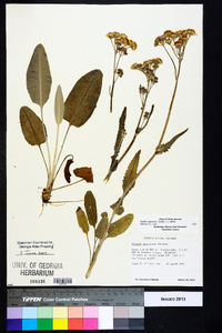 Packera tomentosa image