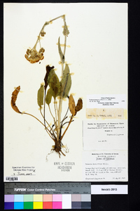 Packera tomentosa image