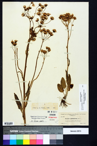 Packera tomentosa image