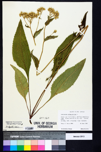 Parthenium integrifolium image