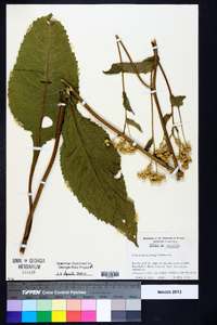 Parthenium integrifolium image