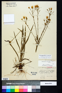 Pityopsis aspera var. adenolepis image