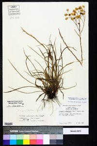 Pityopsis aspera var. adenolepis image