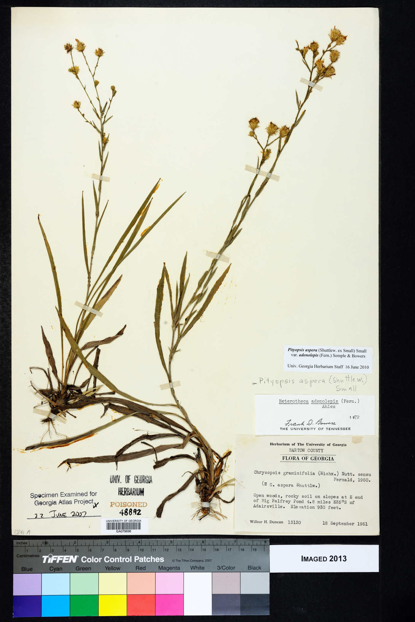 Pityopsis aspera var. adenolepis image