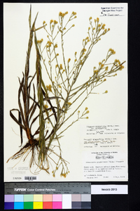 Pityopsis graminifolia var. graminifolia image