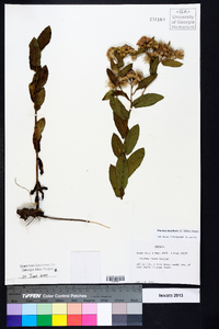 Pluchea baccharis image