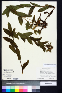 Pluchea baccharis image