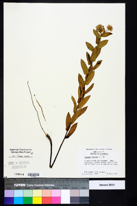 Pluchea foetida image