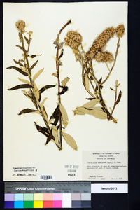 Pterocaulon pycnostachyum image