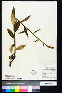 Pterocaulon pycnostachyum image