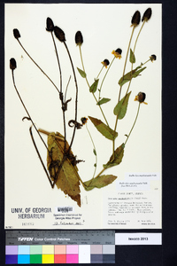 Rudbeckia amplexicaulis image