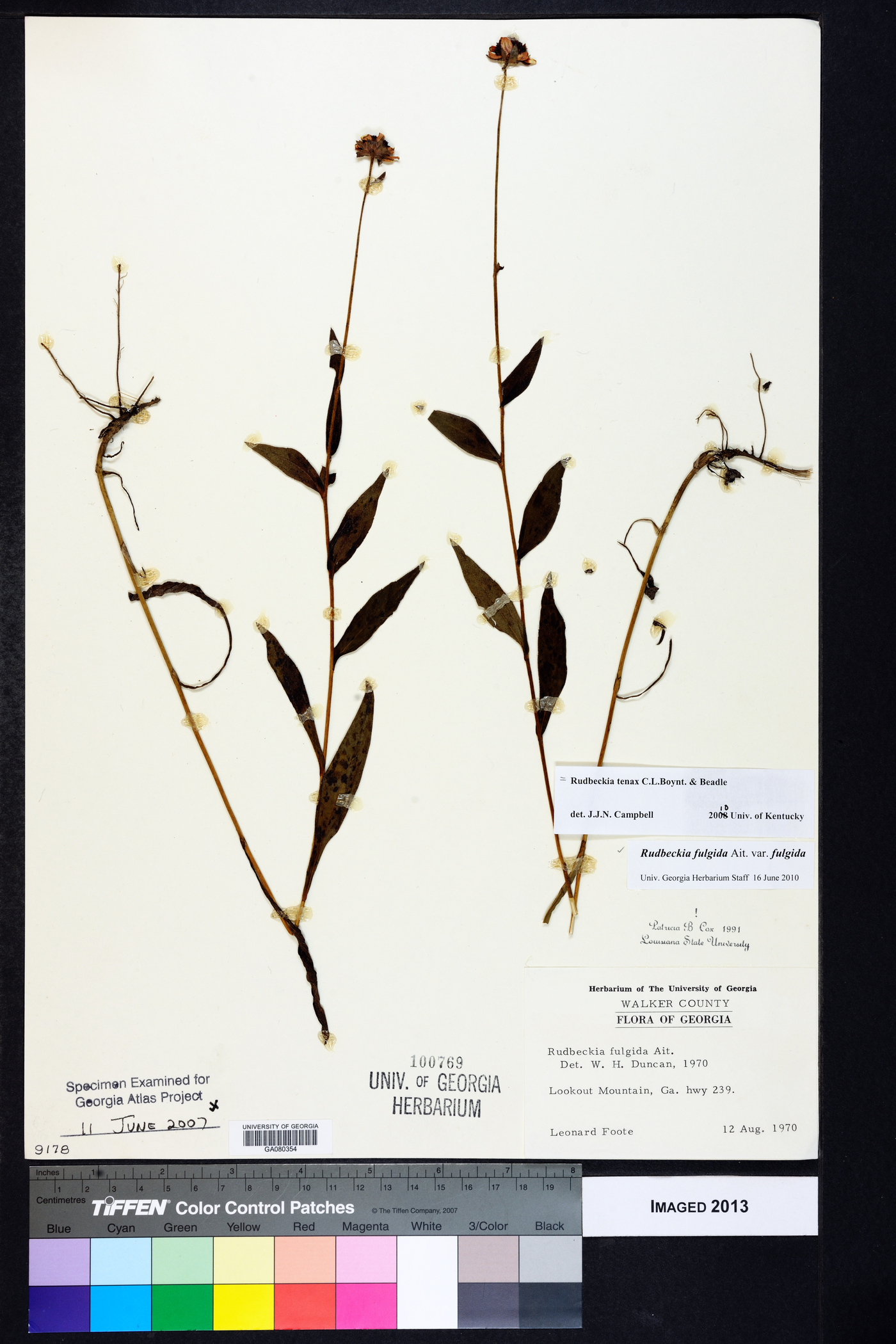 Rudbeckia fulgida var. fulgida image
