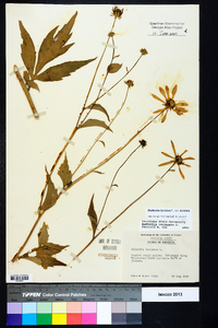 Rudbeckia laciniata var. laciniata image