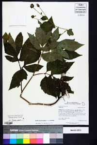 Rudbeckia laciniata var. laciniata image