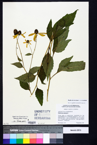 Rudbeckia laciniata var. laciniata image