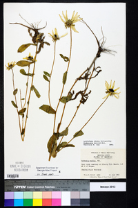 Rudbeckia mollis image