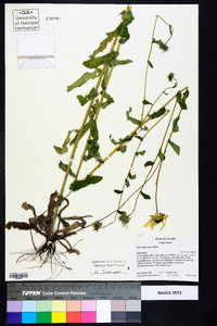 Rudbeckia mollis image