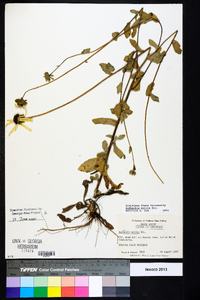 Rudbeckia mollis image