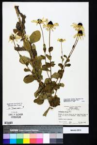 Rudbeckia mollis image