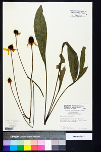 Rudbeckia nitida image