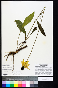 Rudbeckia nitida image