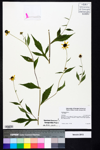 Rudbeckia triloba image