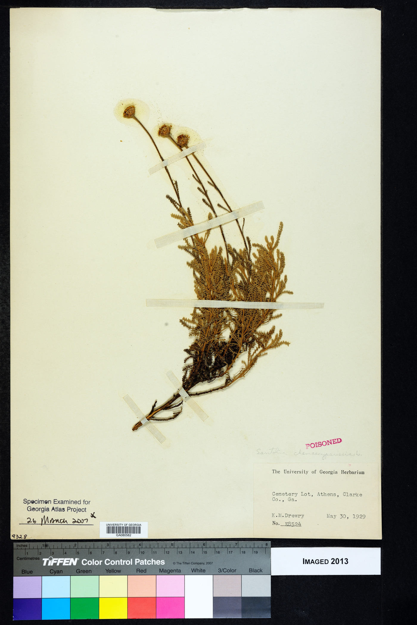 Santolina chamaecyparissus image