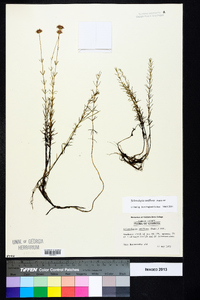 Sclerolepis uniflora image