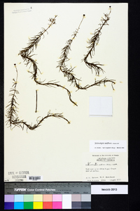 Sclerolepis uniflora image