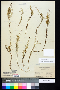 Sclerolepis uniflora image