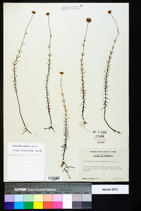 Sclerolepis uniflora image