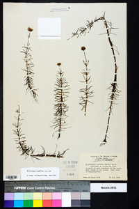 Sclerolepis uniflora image