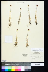 Sclerolepis uniflora image