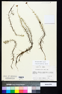 Sclerolepis uniflora image