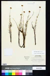 Sclerolepis uniflora image