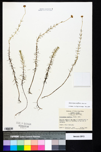 Sclerolepis uniflora image