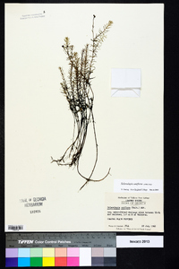 Sclerolepis uniflora image