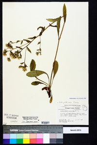 Sericocarpus asteroides image