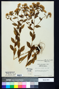 Sericocarpus asteroides image