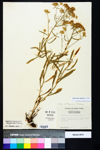 Sericocarpus linifolius image