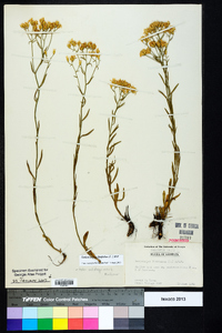 Sericocarpus linifolius image