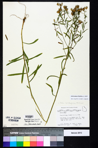 Sericocarpus linifolius image