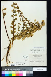 Sericocarpus tortifolius image