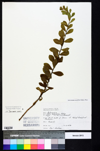 Sericocarpus tortifolius image