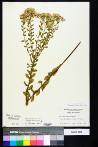 Sericocarpus tortifolius image