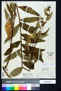 Silphium asteriscus var. asteriscus image